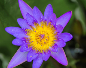 Картинка цветы лилии +лилейники лилия водяная сиреневая цветок макро лепестки