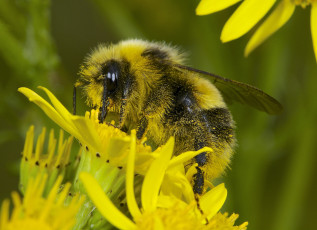 Картинка животные пчелы +осы +шмели цветы макро шмель