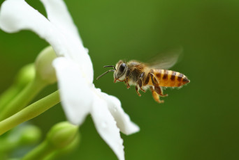 Картинка животные пчелы +осы +шмели пчела цветок макро фон