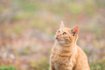 Картинка животные коты киса кот кошка рыжий взгляд коте