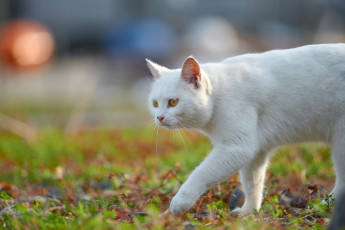 Картинка животные коты взгляд коте киса кошка кот трава белый крадётся луг