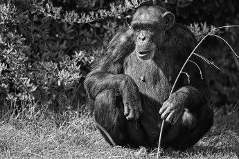 Картинка животные обезьяны обезьяна травинка сидит