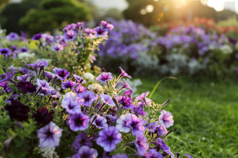 Картинка цветы петунии +калибрахоа сад садовые сиреневые боке свет