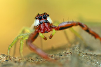 Картинка животные пауки макро паук лапки фон глазки