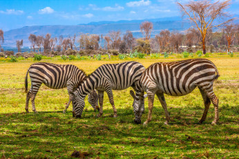 Картинка животные зебры саванна