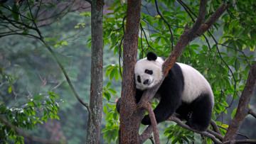 Картинка животные панды панда дерево медведь