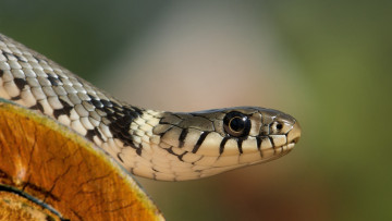 Картинка животные змеи +питоны +кобры самка взрослая голова natrix обыкновенный уж бревно взгляд передняя часть туловища