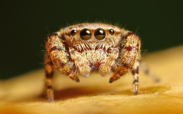 Картинка животные пауки паук макро лапки глазки фон джампер