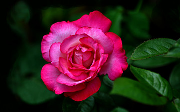 Картинка цветы розы роза яркая бутон