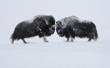 Картинка животные коровы +буйволы овцебыки мускусные быки
