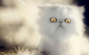 Картинка животные коты пушистый глазища малыш белый котёнок
