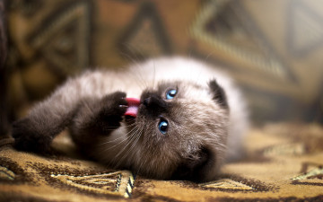 Картинка животные коты вислоухий кошка кот кисуня соник
