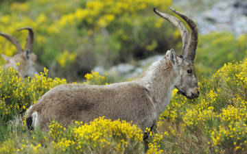 Картинка животные козы цветы луг пиренейский козёл