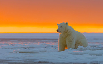 Картинка животные медведи белый медведь аляска национальный арктический заповедник ледяная пустыня закат