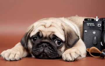 Картинка животные собаки взгляд фон мопс фотоаппарат щенок