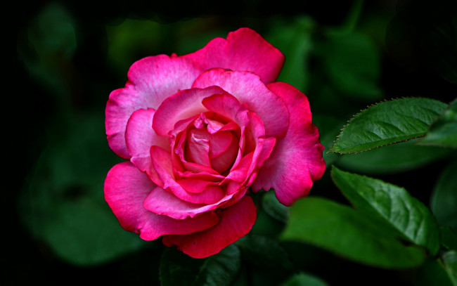 Обои картинки фото цветы, розы, роза, яркая, бутон