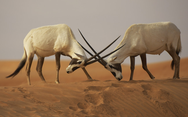 Обои картинки фото животные, антилопы, аравийские, ориксы, пустыня, пески, противостояние, схватка, битва, бой, oryx, leucoryx