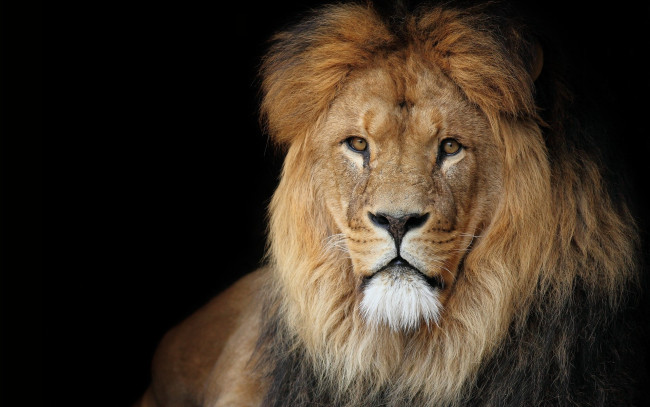 Обои картинки фото животные, львы, величественный, взгляд, царь, зверей, лев