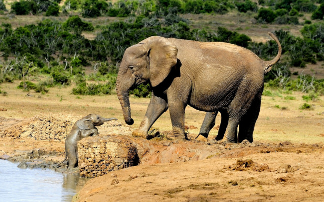 Обои картинки фото животные, слоны, слонёнок, слониха, малыш