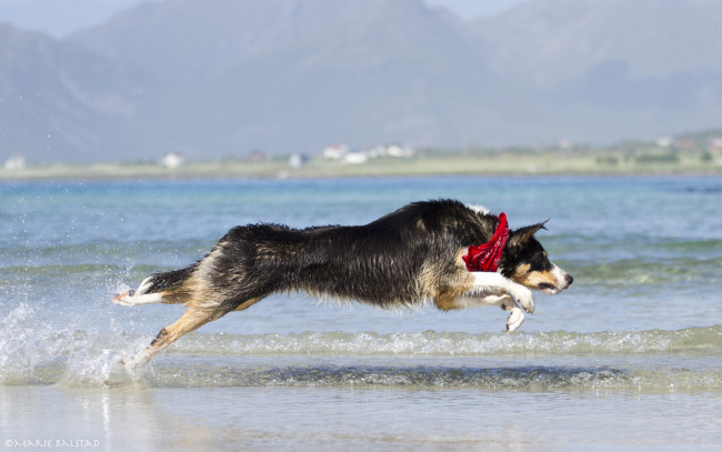 Обои картинки фото животные, собаки, берег, пёс, вода, игра, прыжок, бег, брызги