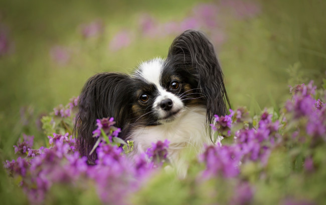 Обои картинки фото животные, собаки, собака, цветы, взгляд, луг