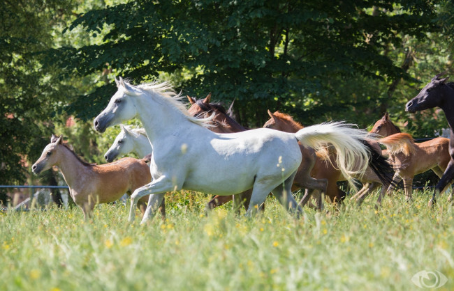 Обои картинки фото автор,  oliverseitz, животные, лошади, луг, трава, лето, табун, кони