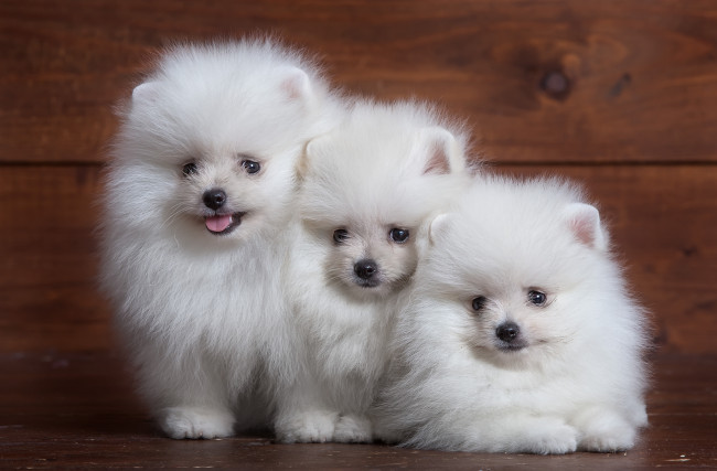 Обои картинки фото животные, собаки, трио, щенок, белый, пушистый, шпиц
