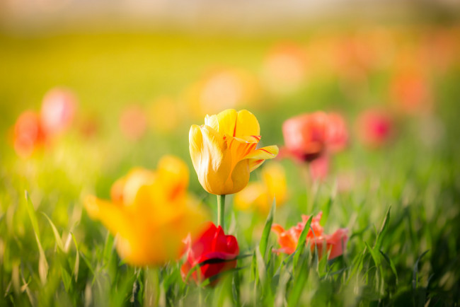 Обои картинки фото цветы, тюльпаны, желтые, красные, бутоны, листья, весна, боке