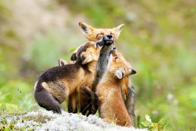 Обои картинки фото животные, лисы, детеныши, лисята, лиса, зелень, природа, семейство, трое
