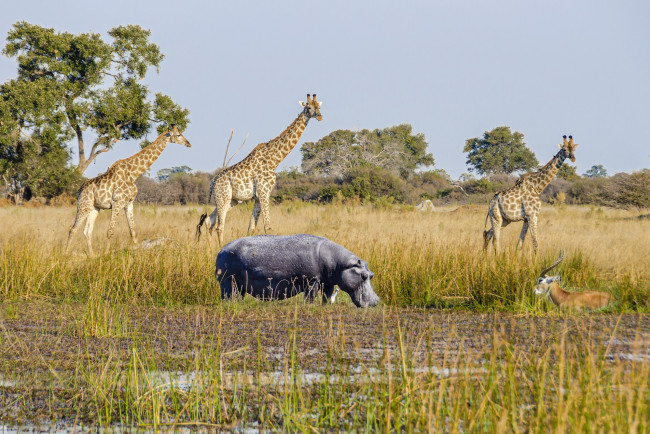 Обои картинки фото животные, разные вместе, жирафы, бегемот, природа