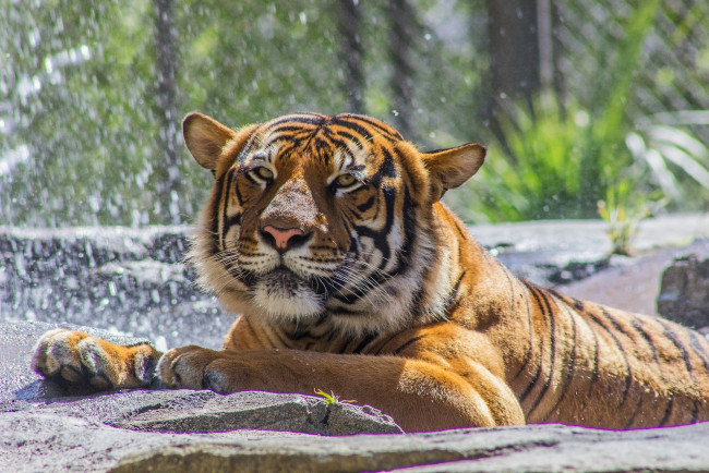 Обои картинки фото животные, тигры, кошка, морда, зоопарк, купание