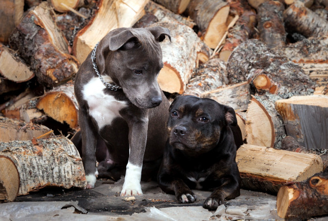 Обои картинки фото животные, собаки, дрова, друзья