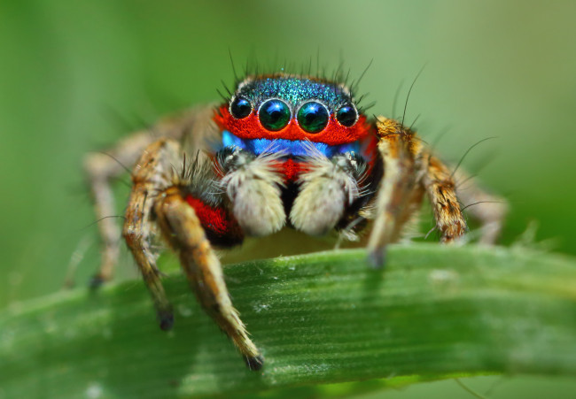 Обои картинки фото животные, пауки, фон, глазки, джампер, паук, макро