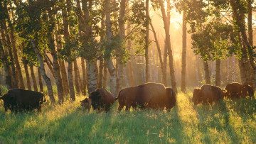 Картинка животные зубры +бизоны лес
