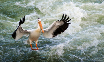 Картинка животные пеликаны вода крылья птица пеликан