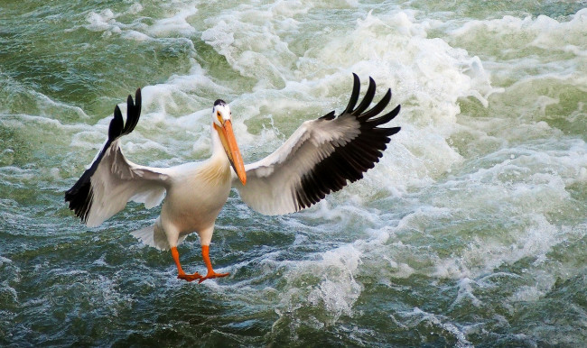 Обои картинки фото животные, пеликаны, вода, крылья, птица, пеликан