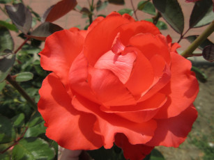 Картинка цветы розы роза оранжевая