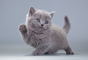 Картинка животные коты пушистик серый котенок