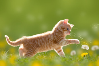 Картинка животные коты котенок луг одуванчики