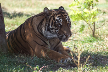 Картинка животные тигры отдых камни тигр кошка амурский