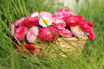 Картинка цветы маргаритки цветение корзина трава