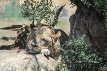 Картинка животные львы львица отдых ветки сон