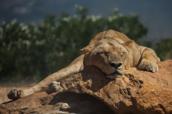 Картинка животные львы животное отдых львица красотка