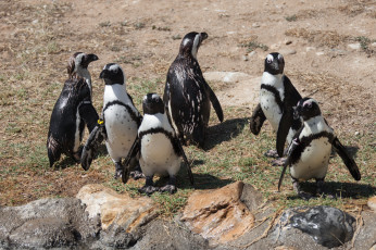 Картинка животные пингвины много стая
