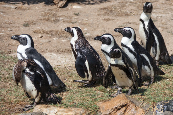 Картинка животные пингвины забавные стая