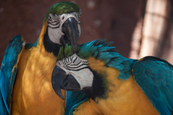 Картинка животные попугаи клювик птица окрас перья попугай