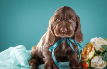 Картинка животные собаки фото цветы лента щенок