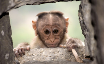 Картинка животные обезьяны взгляд обезьяна фон