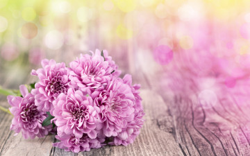 Картинка цветы хризантемы блюр боке