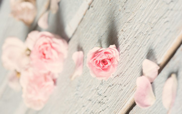 Картинка цветы розы доски роза лепестки